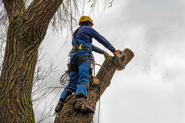 Best Tree Cabling and Bracing  in Woodfield, SC